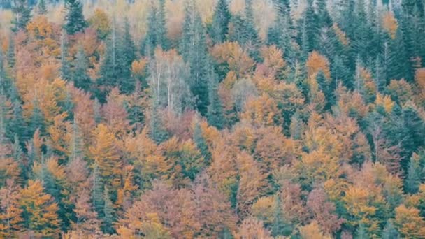 Красивая разноцветная листва в Карпатах в начале осени в октябре. Природная красота древнейших гор мира — стоковое видео