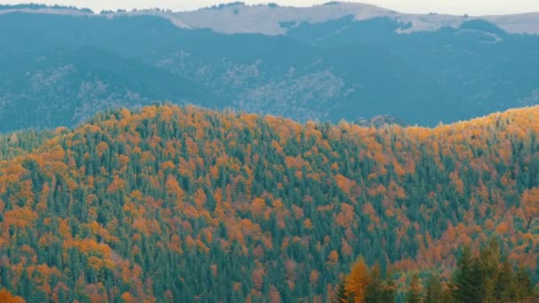 Bellissimo fogliame multicolore nelle montagne dei Carpazi all'inizio dell'autunno di ottobre. Le bellezze naturali di alcune delle montagne più antiche del mondo — Video Stock