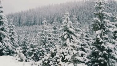 Güzel, beyaz, karla kaplı ağaçlar. Ekim 'de Karpat Dağları, İskoçya' daki ilk kar