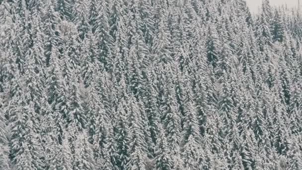 Hermosas copas de árboles cubiertas de nieve. Las montañas de los Cárpatos en octubre, la primera nieve en las tierras altas — Vídeo de stock