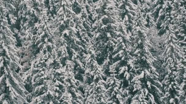 Cime di pino innevate. Montagne carpatiche nel mese di ottobre, prima neve in altopiani — Video Stock