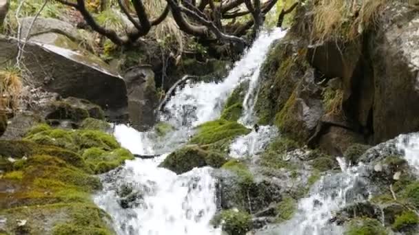 Pierre de mousse verte dans les montagnes des Carpates. Magnifique cascade de cascades de montagne tombe près des grandes roches grises 