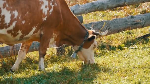 Divertida vaca roja y blanca con una gran campana de metal en el cuello roza, come hierba cerca de una cerca de madera casera — Vídeos de Stock