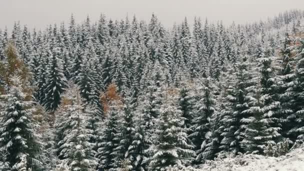 Cime di pino innevate. Montagne carpatiche nel mese di ottobre, prima neve in altopiani — Video Stock