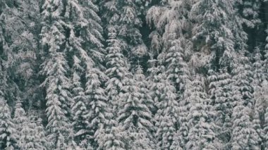 Güzel, beyaz, karla kaplı ağaçlar. Ekim 'de Karpat Dağları, İskoçya' daki ilk kar