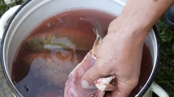 Tangan yang kuat dari seorang nelayan mencuci bagian dalam ikan yang baru ditangkap hidup di panci dengan air di samping ikan lain menutup pandangan — Stok Video