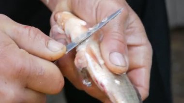 Balıkçının güçlü erkek elleri yakın mesafeden taze canlı balık yakalar.