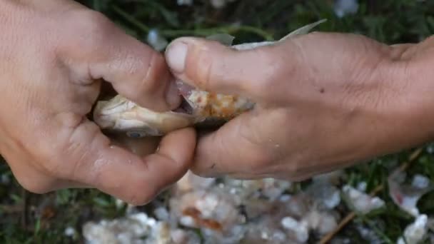 Mãos fortes masculinas de um pescador limpa peixes vivos recém-capturados abre o estômago e tira as tripas e caviar vista de perto — Vídeo de Stock