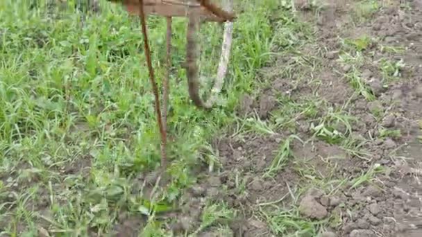 Toprağı yabani otlardan temizlemenin eski bir yolu. Demir helikopter yerdeki otları temizler. Çiftçi bahçıvan yabani otları kazıyor. — Stok video