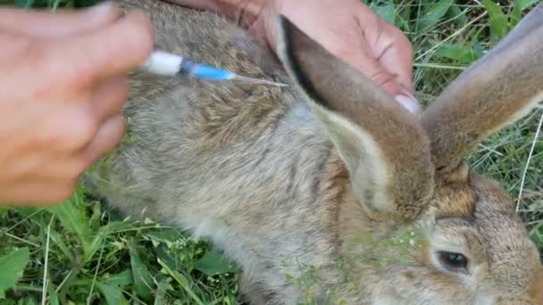 Preventieve vaccinatie van konijnen met een injectie van een spuit en een speciaal geneesmiddel tegen ziekten. Mannelijke handen geven een injectie aan de schofters van een konijn of een haas — Stockvideo