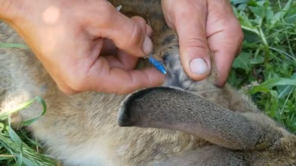 Preventieve vaccinatie van konijnen met een injectie van een spuit en een speciaal geneesmiddel tegen ziekten. Mannelijke handen geven een injectie aan de schofters van een konijn of een haas — Stockvideo