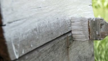 Yaz için arı kovanının bahar hazırlığı. Erkek arı yetiştiricisi ahşap tahtaları boyamak için özel beyaz boya ve fırça kullanıyor.