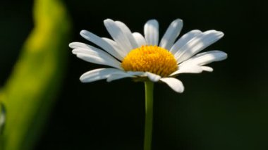 Güzel papatya çiçeği yaz bahçesinde gün ışığında