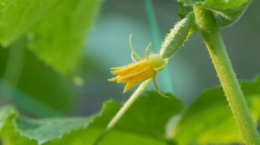 Genç, yeşil salatalıklı ve çiçekli yaz bahçesinde