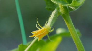 Genç, yeşil salatalıklı ve çiçekli yaz bahçesinde