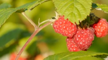 Yaz bahçesindeki bir çalılıkta olgun kırmızı ahududular