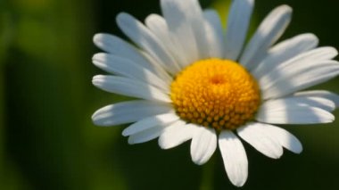 Güzel papatya çiçeği yaz bahçesinde gün ışığında