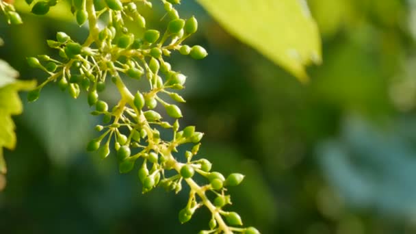 Una rama de uvas verdes jóvenes inmaduras en el viñedo en una noche de verano bajo el sol poniente — Vídeo de stock