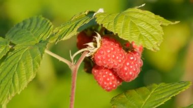 Yaz bahçesindeki bir çalılıkta olgun kırmızı ahududular