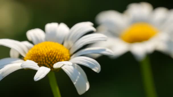 Two beautiful daisy flower in the sunshine in a summer garden