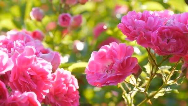 Όμορφα λεπτά μπουμπούκια τριαντάφυλλου. Μπους ροζ τριαντάφυλλα ανθισμένα σε μια ηλιόλουστη καλοκαιρινή μέρα στο πάρκο — Αρχείο Βίντεο