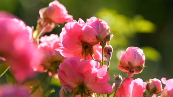 Vackra fina rosenknoppar. Bush av rosa blommande rosor på en sommar solig dag i parken — Stockvideo