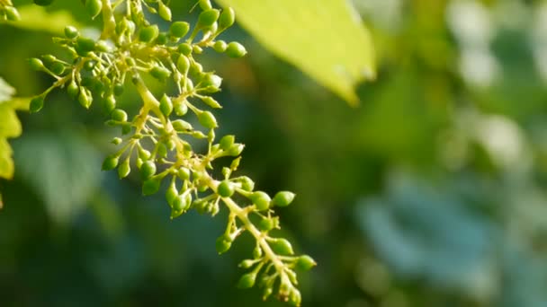 Un ramo di giovani uve verdi acerbe in vigna in una serata estiva al sole al tramonto — Video Stock