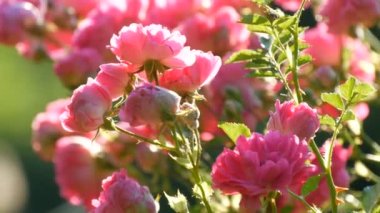 Güzel narin gül goncaları. Parkta güneşli bir yaz gününde pembe güller açan çalılar.