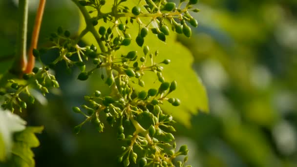 Ветка молодого незрелого зеленого винограда в винограднике в летний вечер на закате солнца — стоковое видео