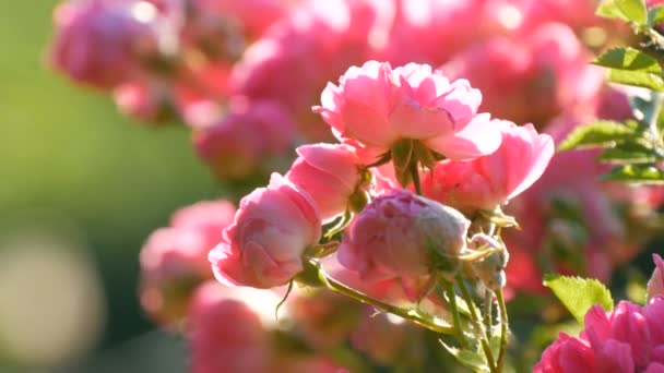 Prachtige delicate rozenknoppen. Bush van roze bloeiende rozen op een zomerse zonnige dag in het park — Stockvideo