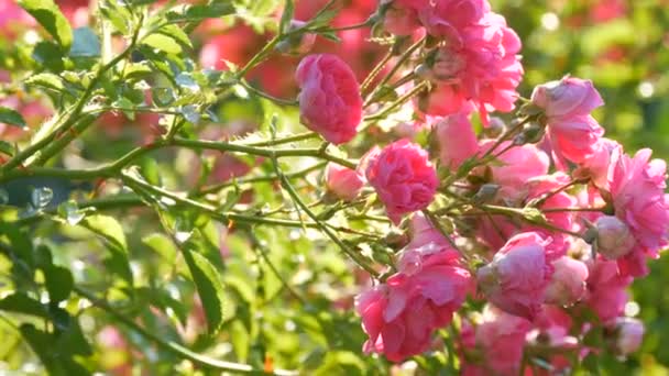 Hermosos y delicados capullos de rosa. Bush de rosas rosadas florecientes en un día soleado de verano en el parque — Vídeo de stock