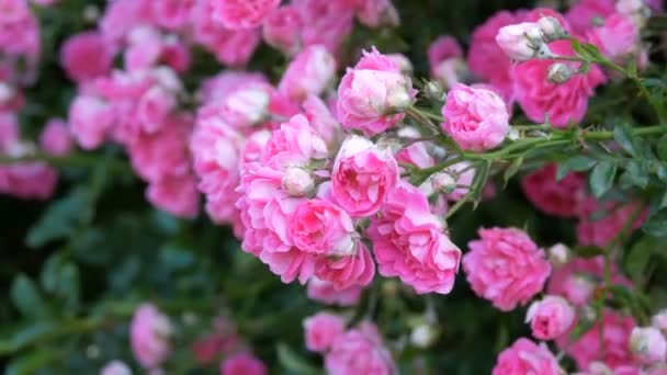 Schöne zarte Rosenknospen. Busch aus rosa blühenden Rosen an einem sonnigen Sommertag im Park — Stockvideo