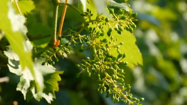 Une branche de jeunes raisins verts non mûrs dans le vignoble lors d'une soirée d'été au soleil couchant — Video