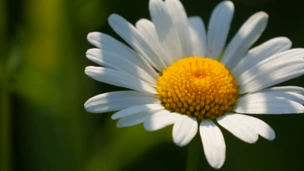 Mooie madeliefje bloem in de zon in een zomer tuin — Stockvideo