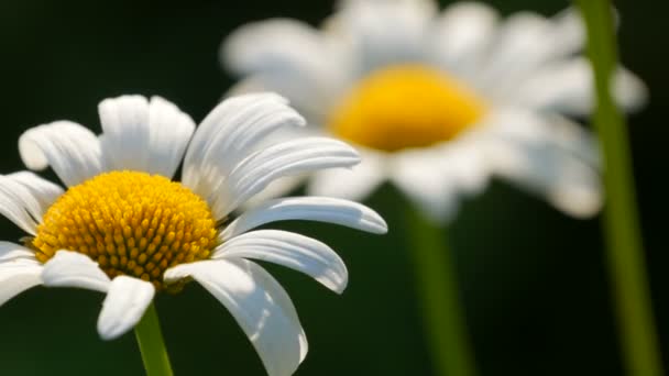 Twee prachtige madeliefje bloem in de zon in een zomer tuin — Stockvideo