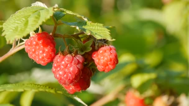 Frambuesas rojas maduras en un arbusto en un jardín de verano — Vídeos de Stock