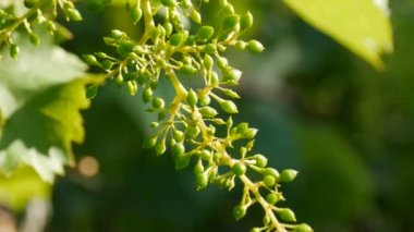 Bir yaz akşamı, batan güneşin altında bağda olgunlaşmamış yeşil üzümlerden oluşan bir dal.