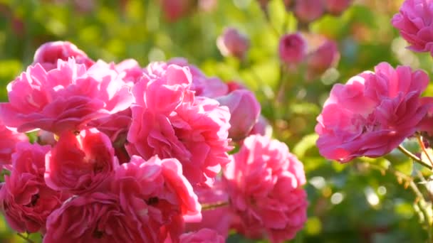 Lindos botões de rosa delicados. Bush de rosas rosa florescendo em um dia ensolarado de verão no parque — Vídeo de Stock