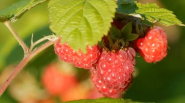 Yaz bahçesindeki bir çalılıkta olgun kırmızı ahududular