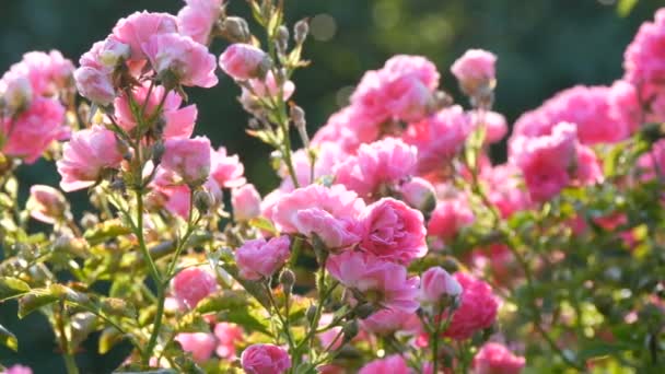 Прекрасні ніжні рожеві шапки. Кущ рожевих квітучих троянд в літній сонячний день в парку — стокове відео