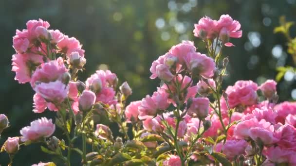 Krásné jemné růžové pupeny. Bush růžové kvetoucí růže v létě slunečný den v parku — Stock video