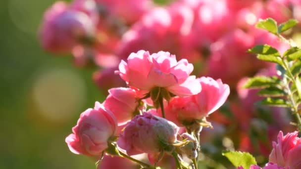 Lindos botões de rosa delicados. Bush de rosas rosa florescendo em um dia ensolarado de verão no parque — Vídeo de Stock