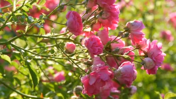 Piękne delikatne pąki róż. Krzew różowych róż kwitnących w letni słoneczny dzień w parku — Wideo stockowe
