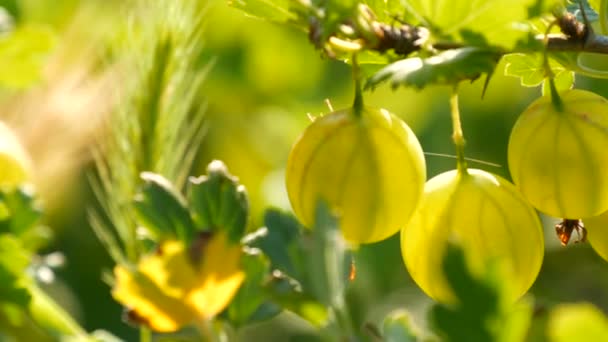 夏の庭の茂みの上で熟した緑のグーズベリーが成長するビューを閉じます — ストック動画