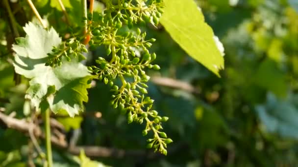 Una rama de uvas verdes jóvenes inmaduras en el viñedo en una noche de verano bajo el sol poniente — Vídeo de stock