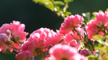 Güzel narin gül goncaları. Parkta güneşli bir yaz gününde pembe güller açan çalılar.