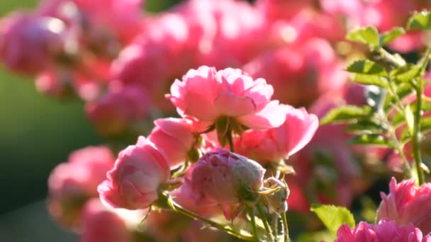 Hermosos y delicados capullos de rosa. Bush de rosas rosadas florecientes en un día soleado de verano en el parque — Vídeos de Stock