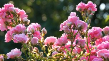 Güzel narin gül goncaları. Parkta güneşli bir yaz gününde pembe güller açan çalılar.