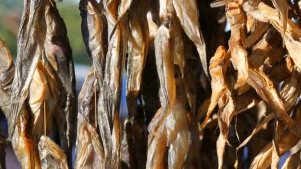 Pescado seco Gobiidae colgando y secándose en una cuerda en un mostrador del mercado callejero vista de cerca — Vídeos de Stock