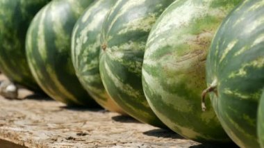Bir marketin tezgahında ya da yaz mevsiminde bir sebze dükkanında olgun, taze, büyük bir karpuz manzarasının bir parçası.